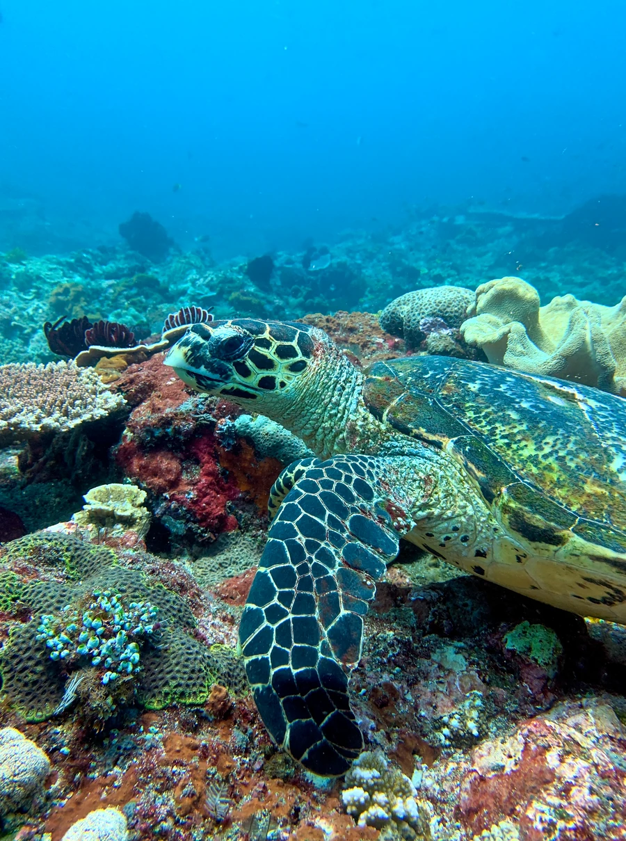 Sea turtle on a Blue Lagoon reef as inspiration after PADI Open Water Diver training