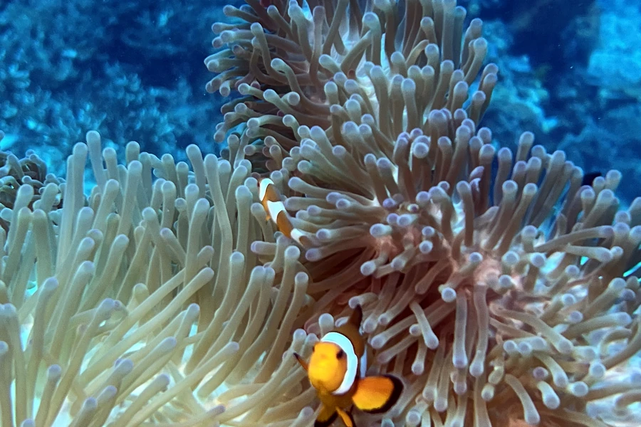 Clownfisch in seiner Anemone