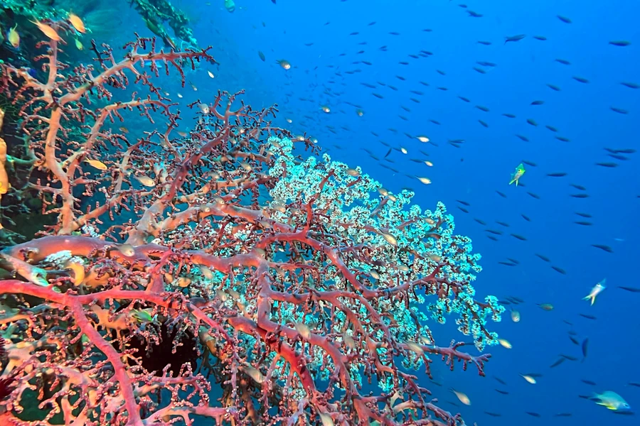 Underwater Photos