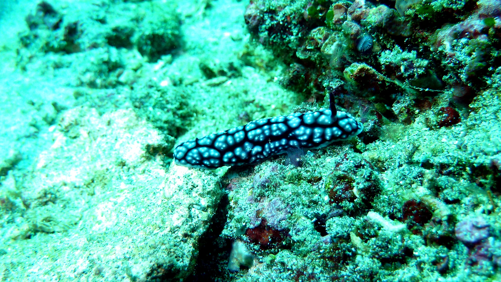 How much does a dive course in Bali cost?