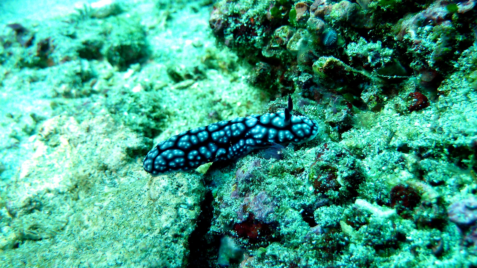 Daily dive trips in Bali.