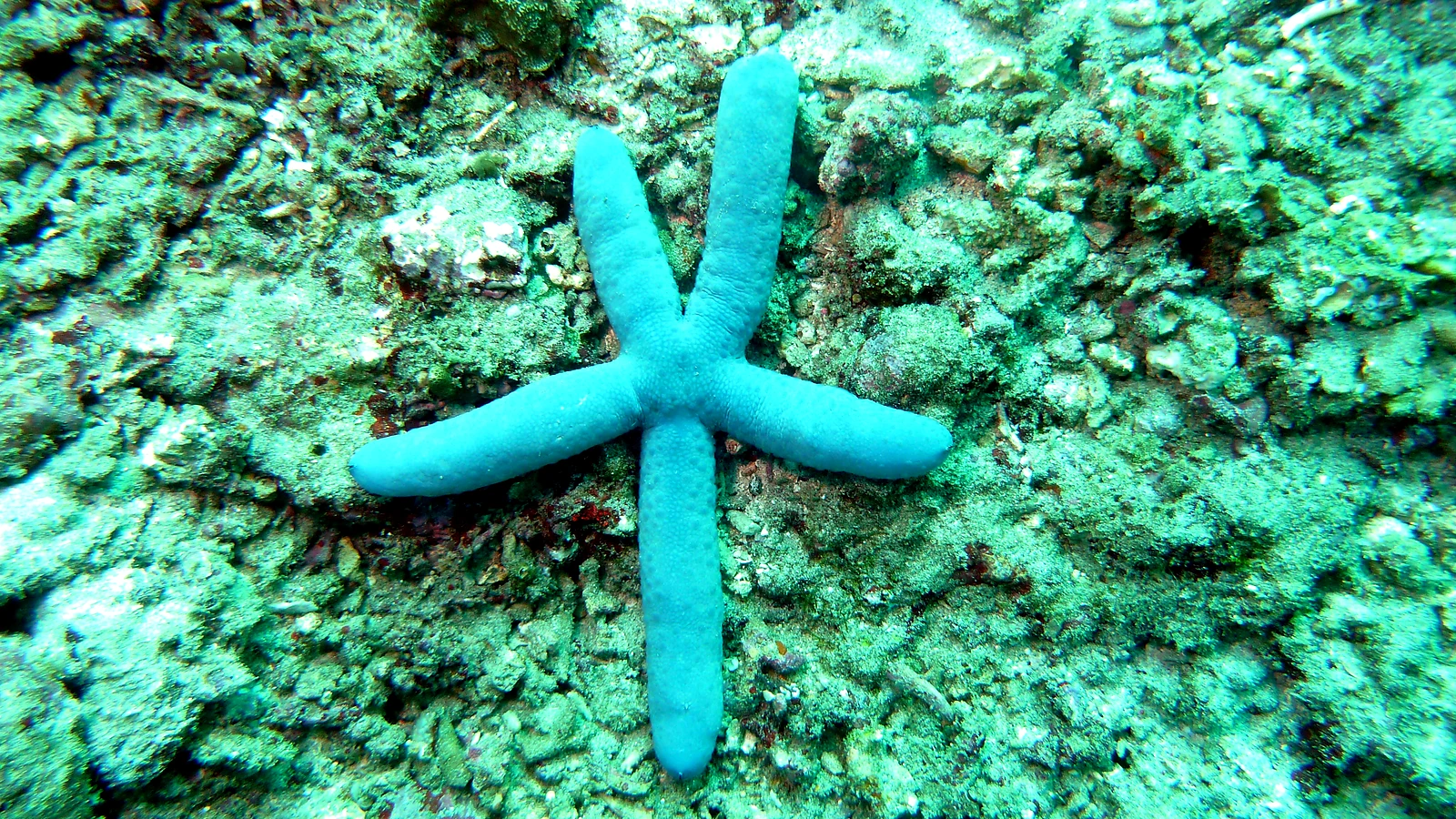 People you can trust underwater.