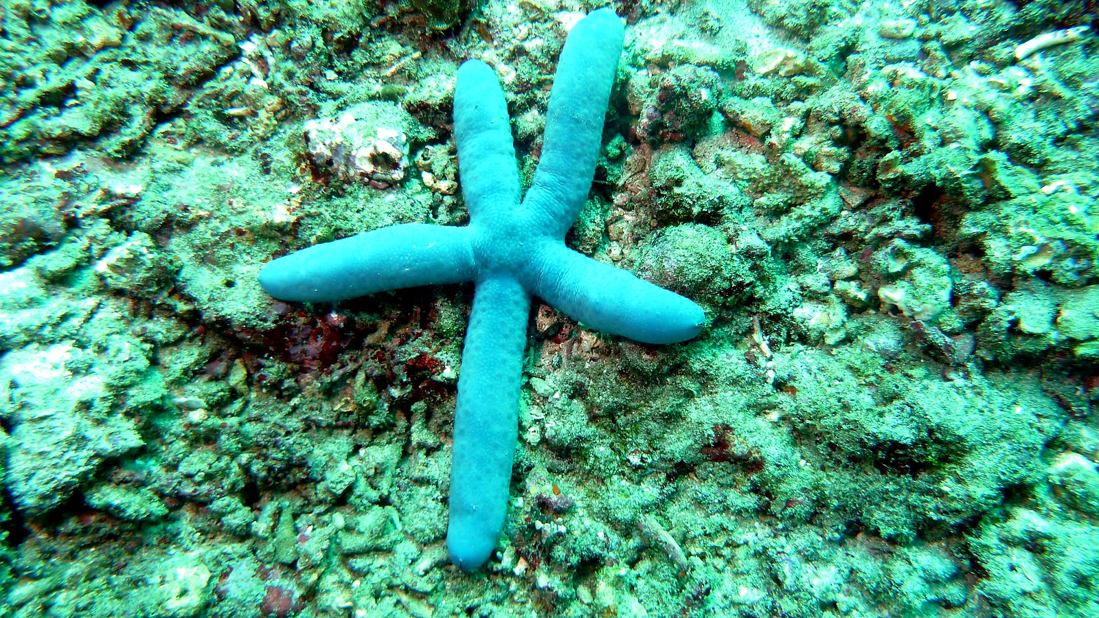 Alamanda: Bali underwater in detail.