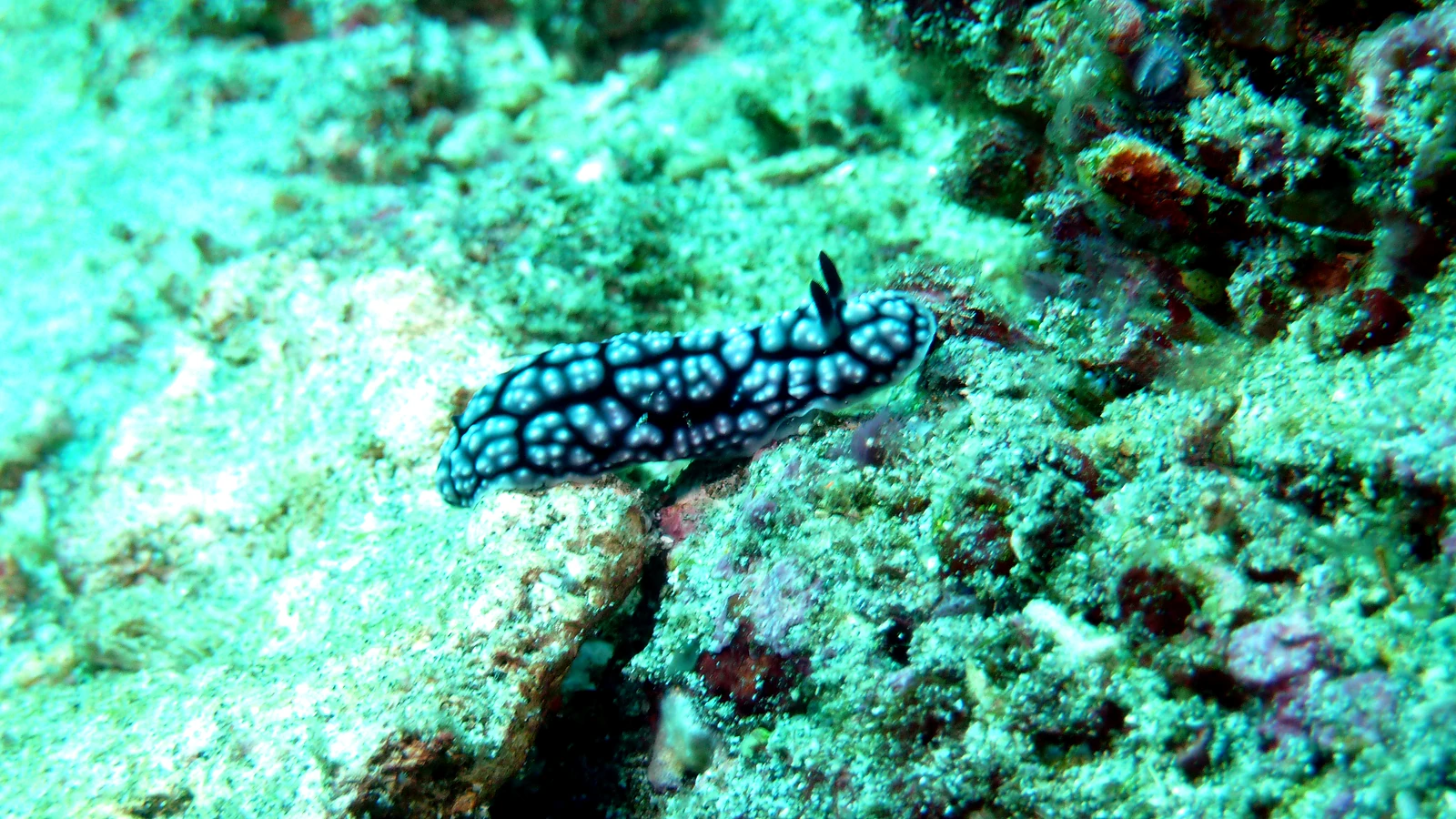 Amed Harbour · Srikandi: Bali underwater in detail.