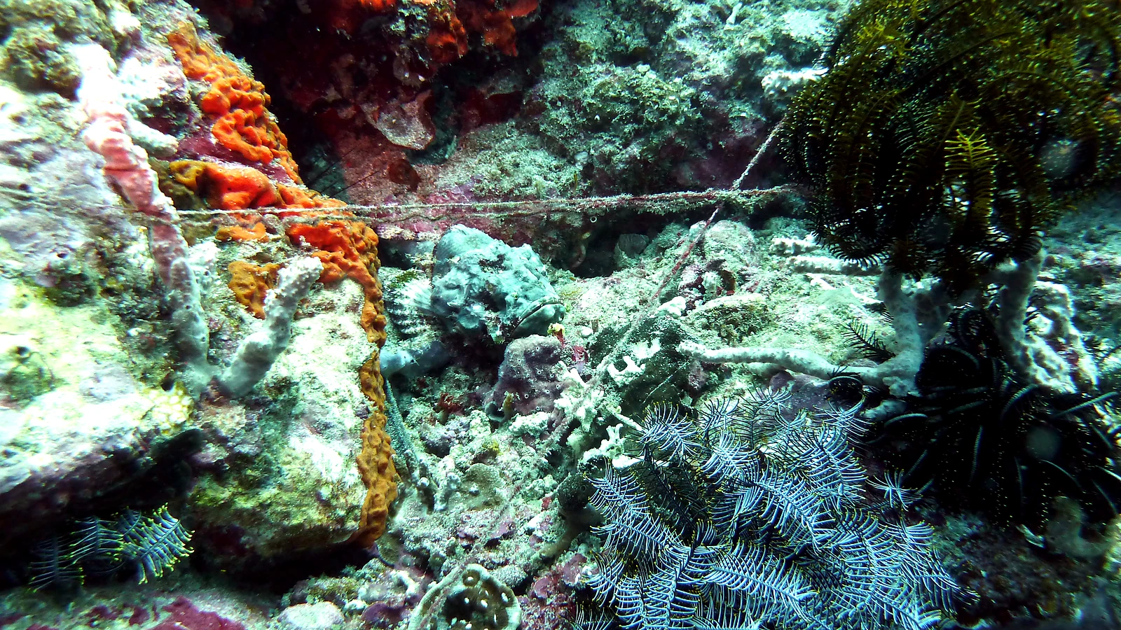 Amed Wall: Bali underwater in detail.