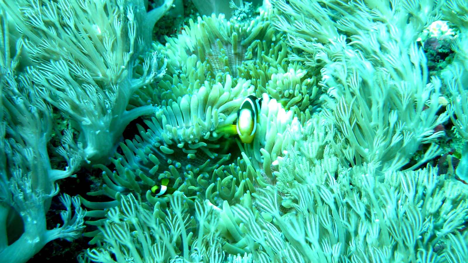 Amuk Bay Reef: Bali underwater in detail.