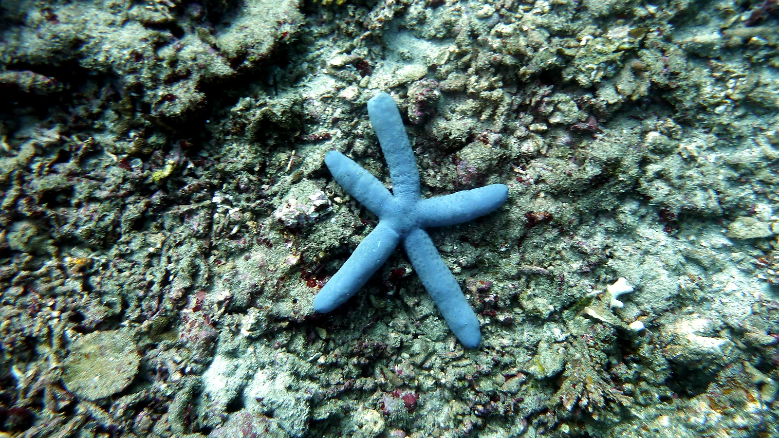 Batu Abah: Bali underwater in detail.