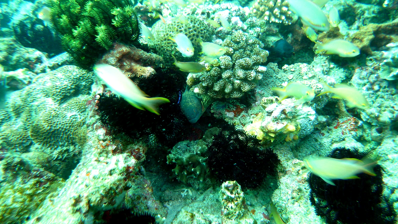 Batu Belah: Bali underwater in detail.