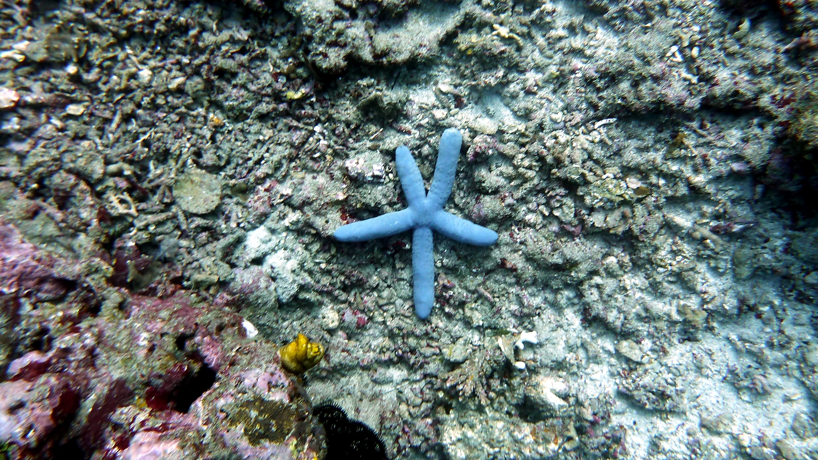 Batu Kelebit: Bali underwater in detail.