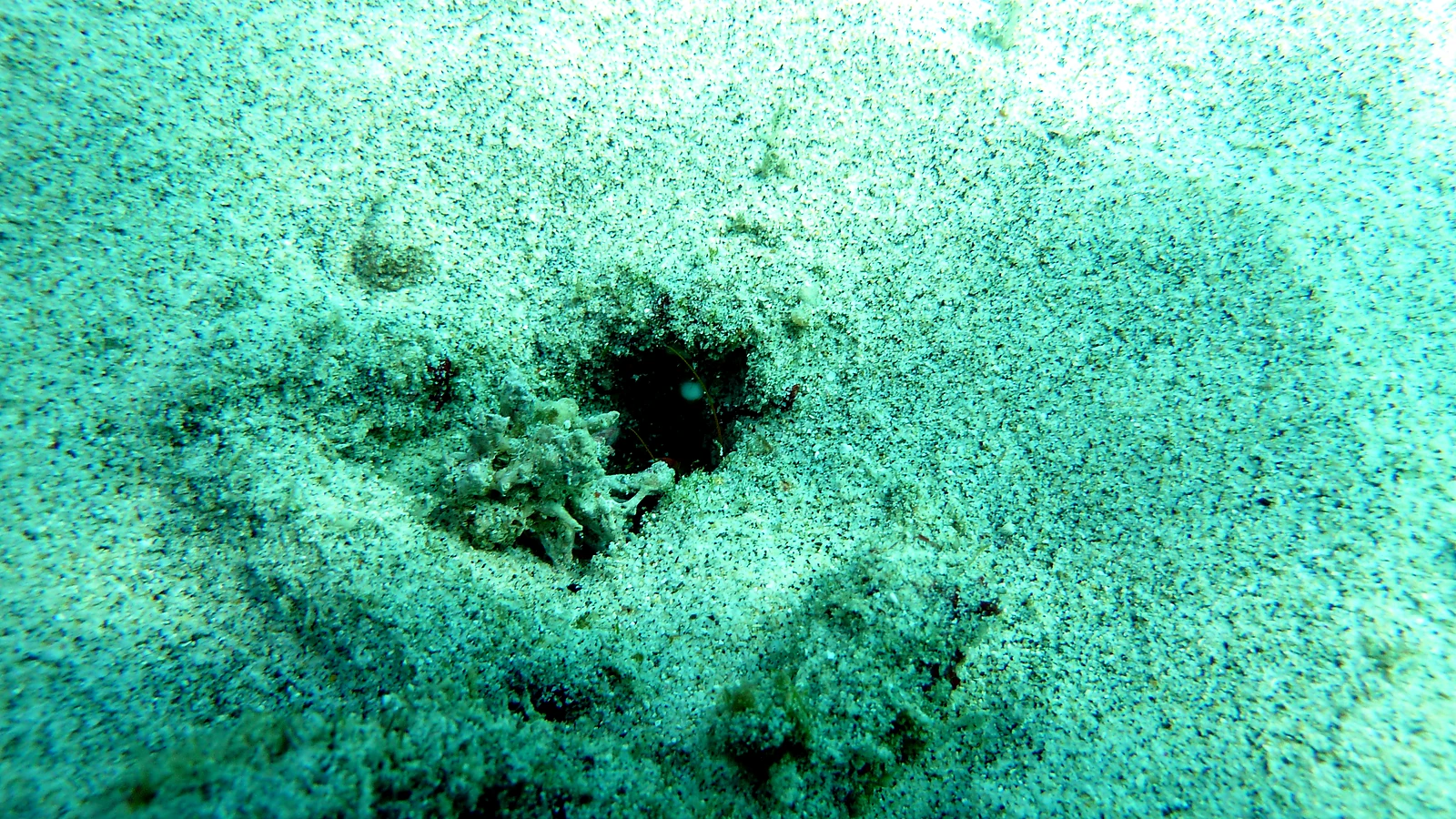 Bias Tugel · White Sand Beach: Bali underwater in detail.