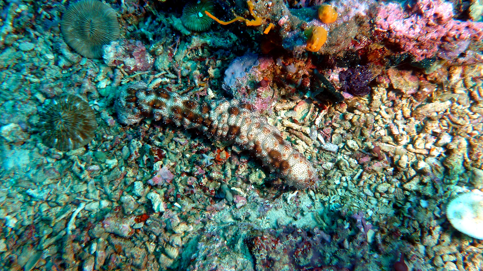 Blue Corner: Bali underwater in detail.
