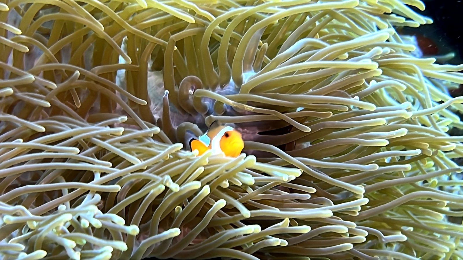 Blue Lagoon: Bali underwater in detail.