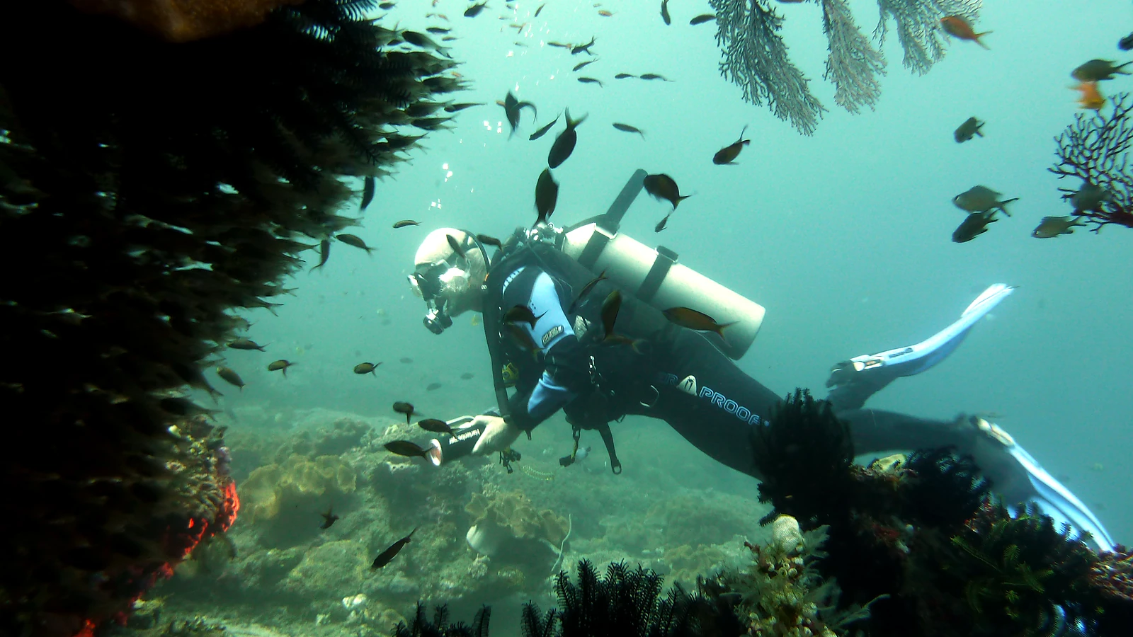 Kubu · Boga Wreck: Bali underwater in detail.