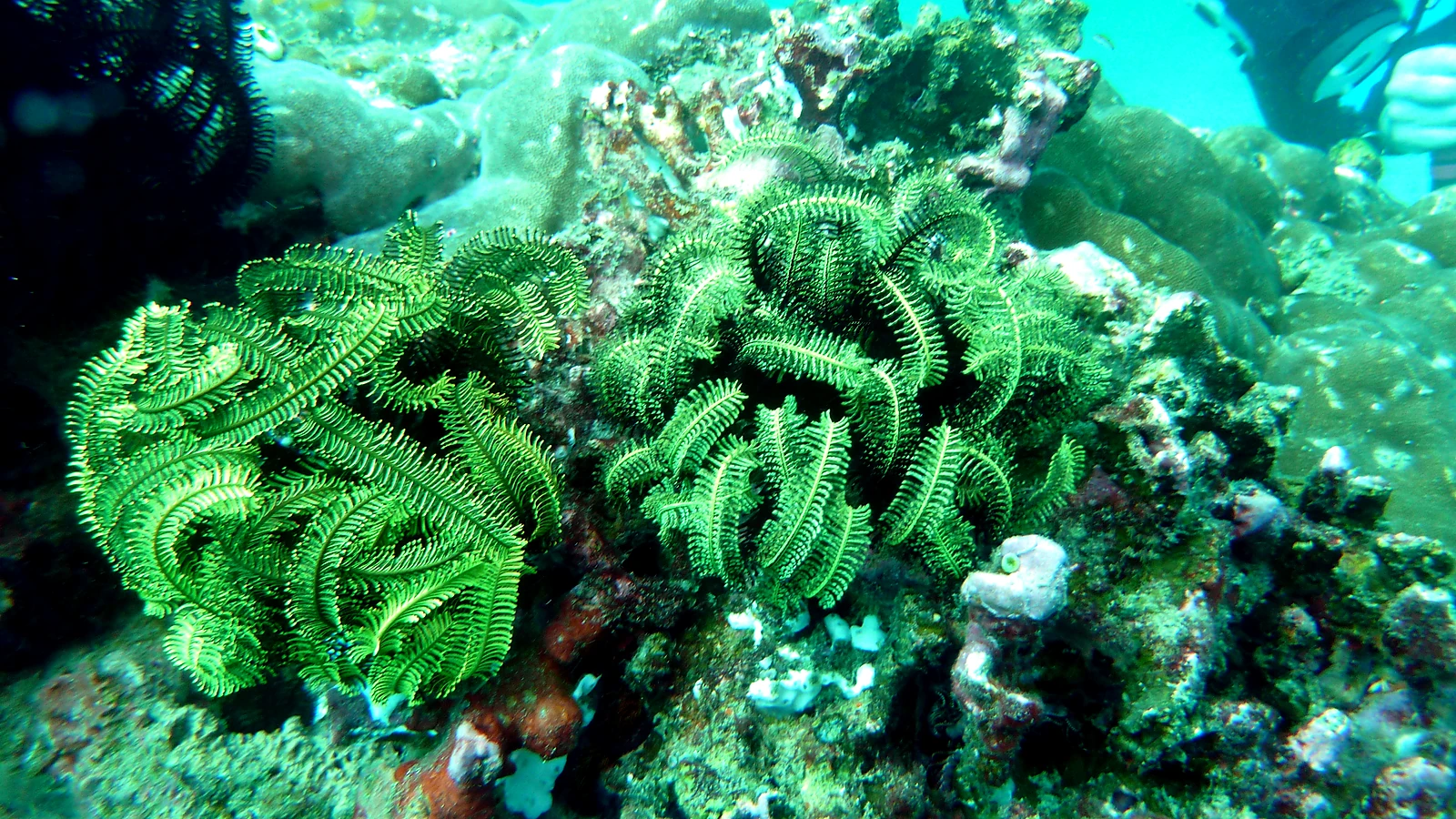 Bunutan: Bali underwater in detail.