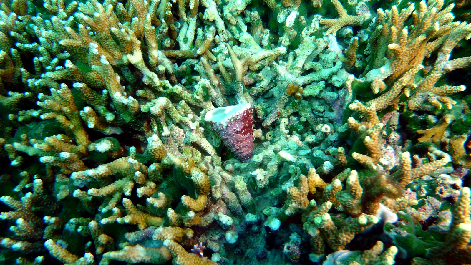 Buyuk: Bali underwater in detail.