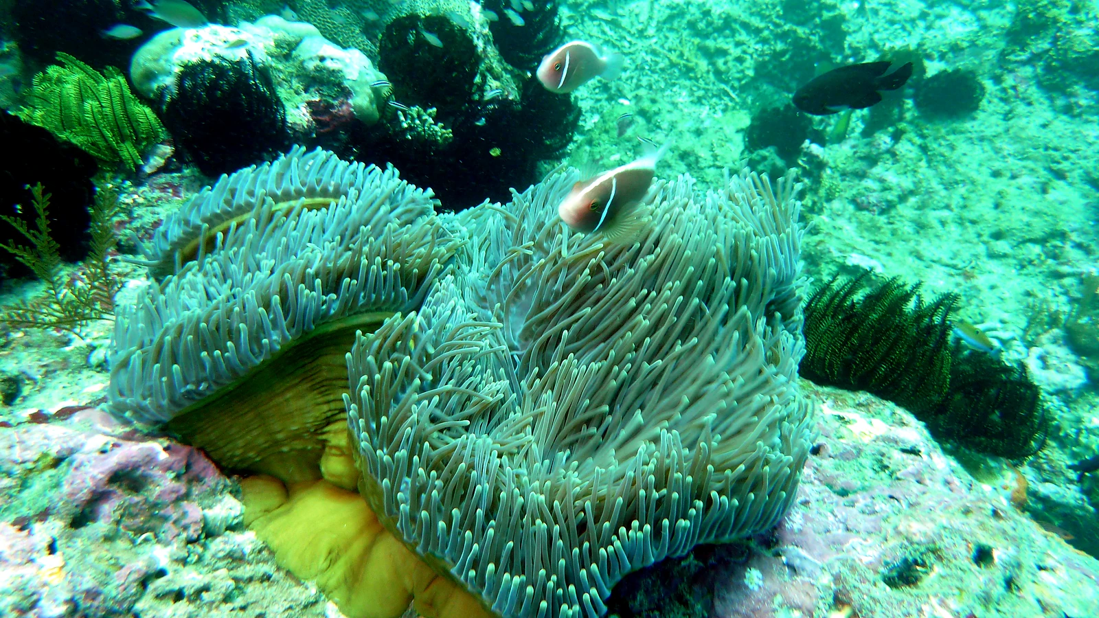 Ceningan Wall: Bali underwater in detail.