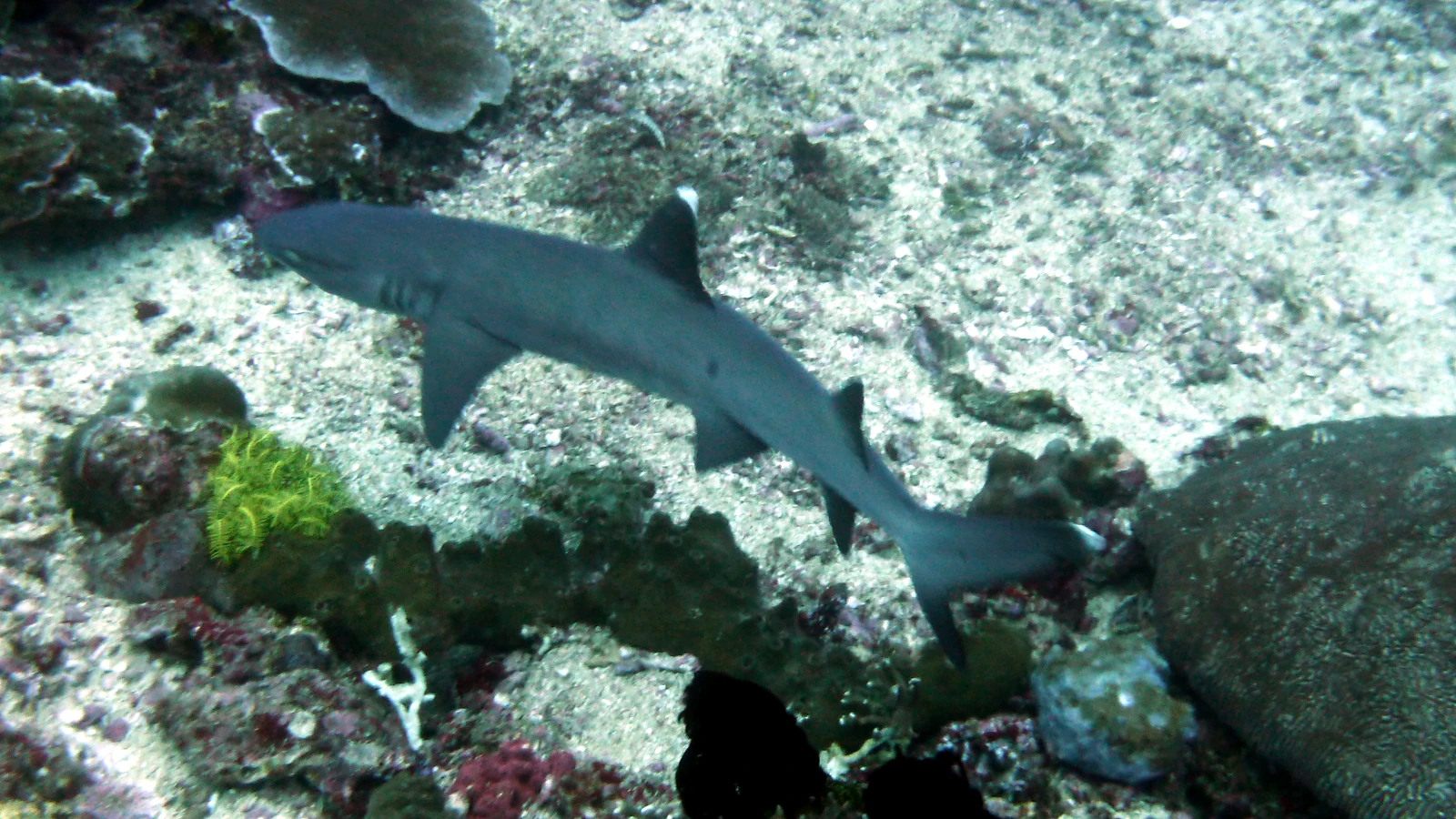 Close Encounters: Bali underwater in detail.