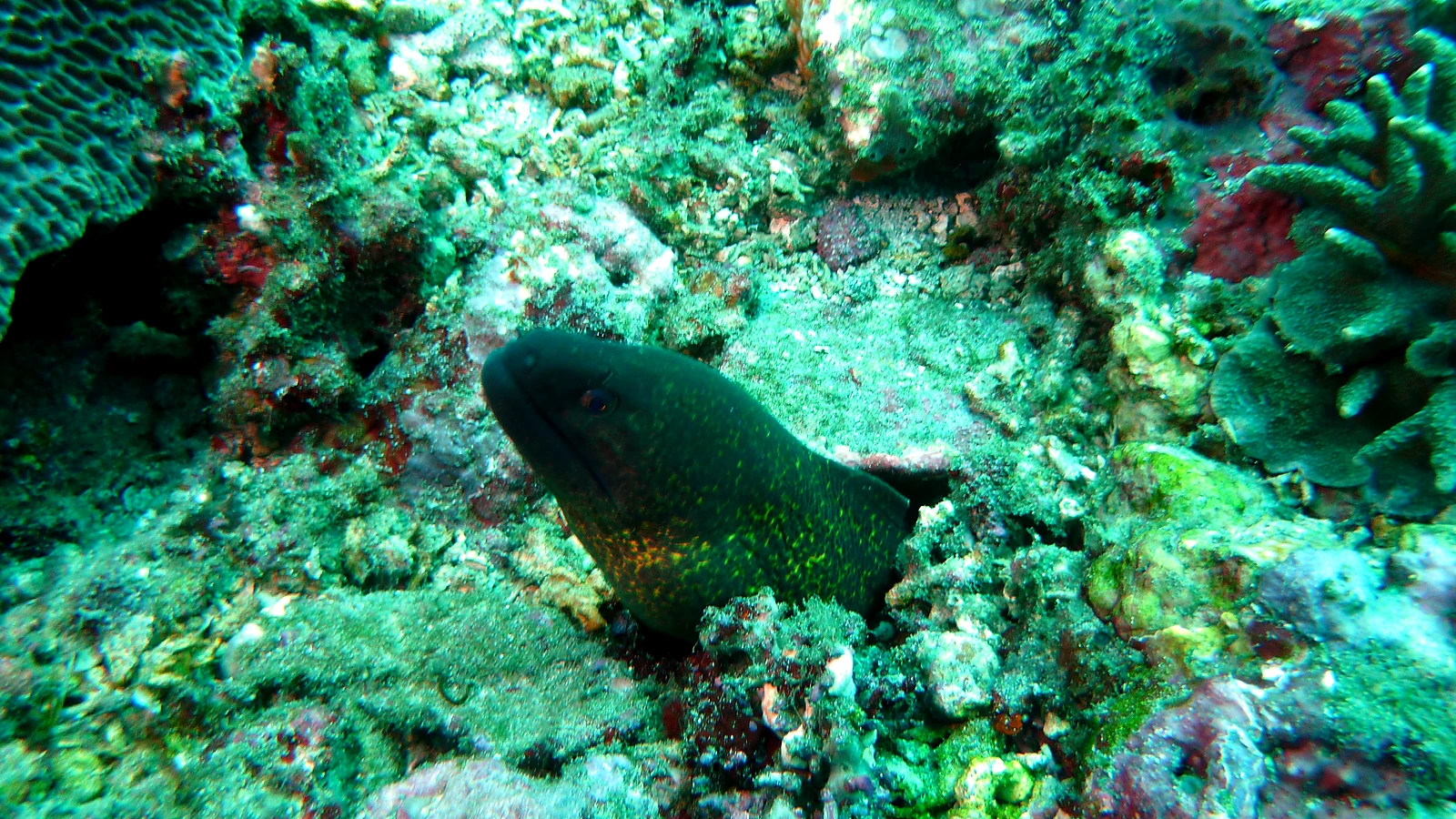 Coral Garden Tulamben: Bali underwater in detail.