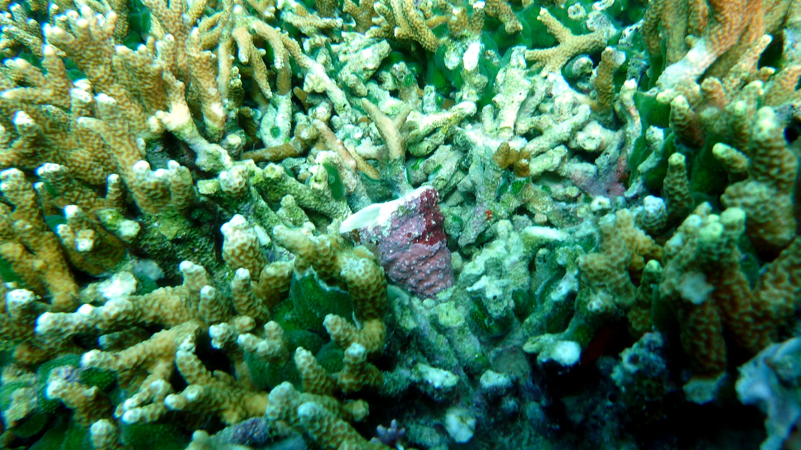 Crystal Bay: Bali underwater in detail.