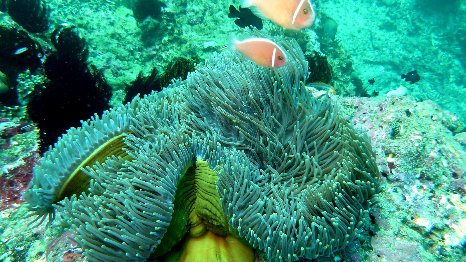 Emerald Tulamben: Bali underwater in detail.