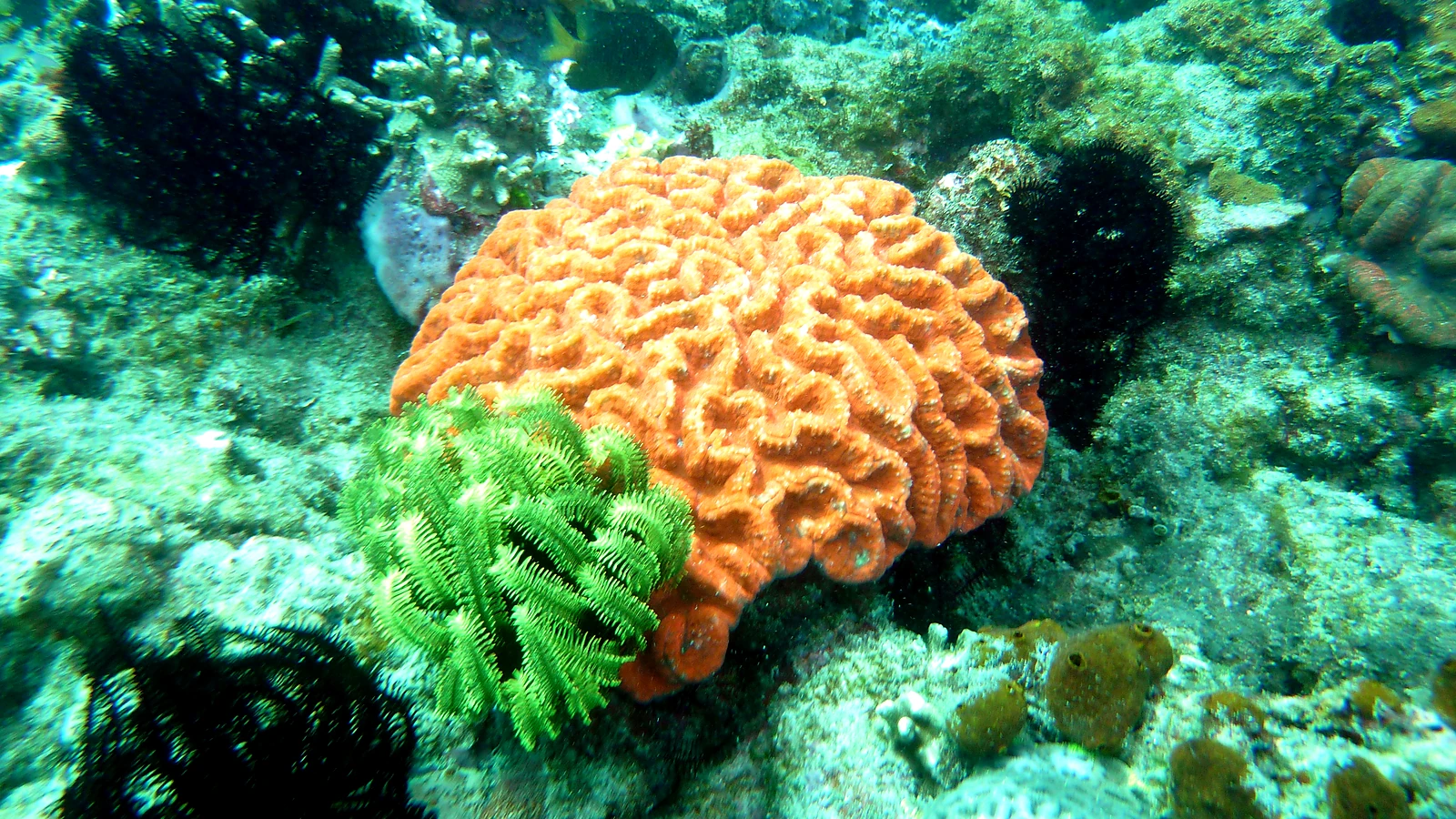 Ferry Channel: Bali underwater in detail.