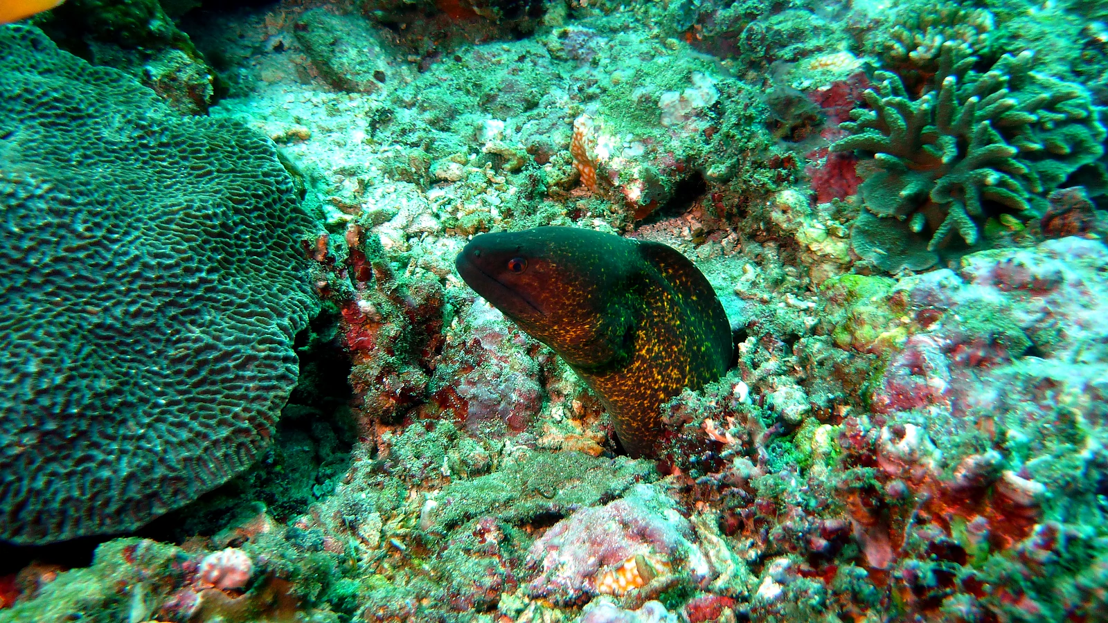 Ghost Bay: Bali underwater in detail.