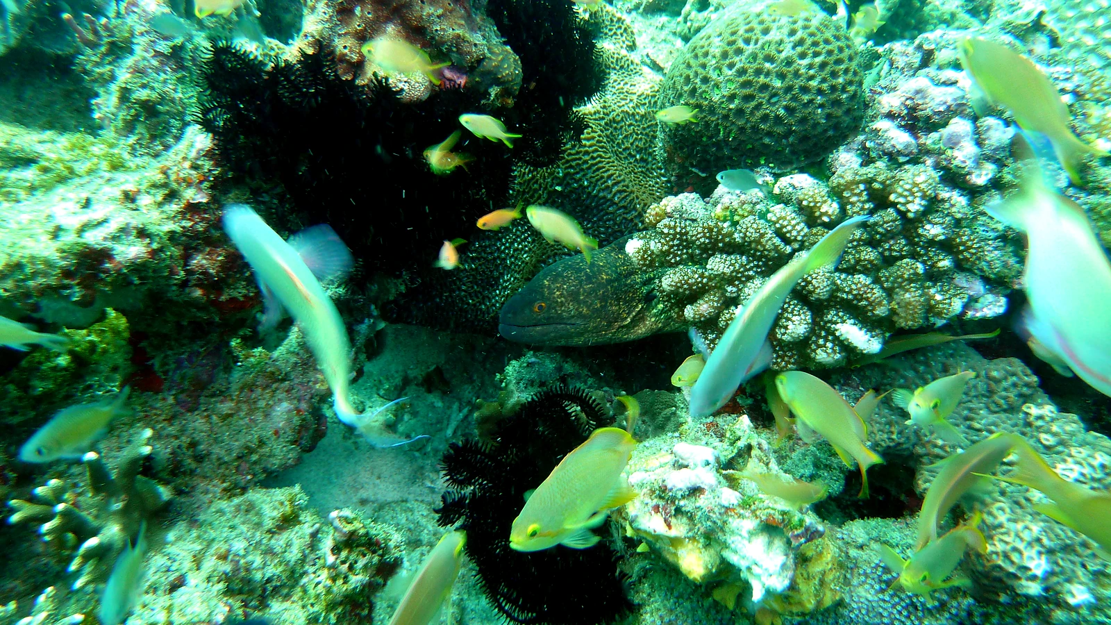 Gili Biaha · Shark Cave: Bali underwater in detail.