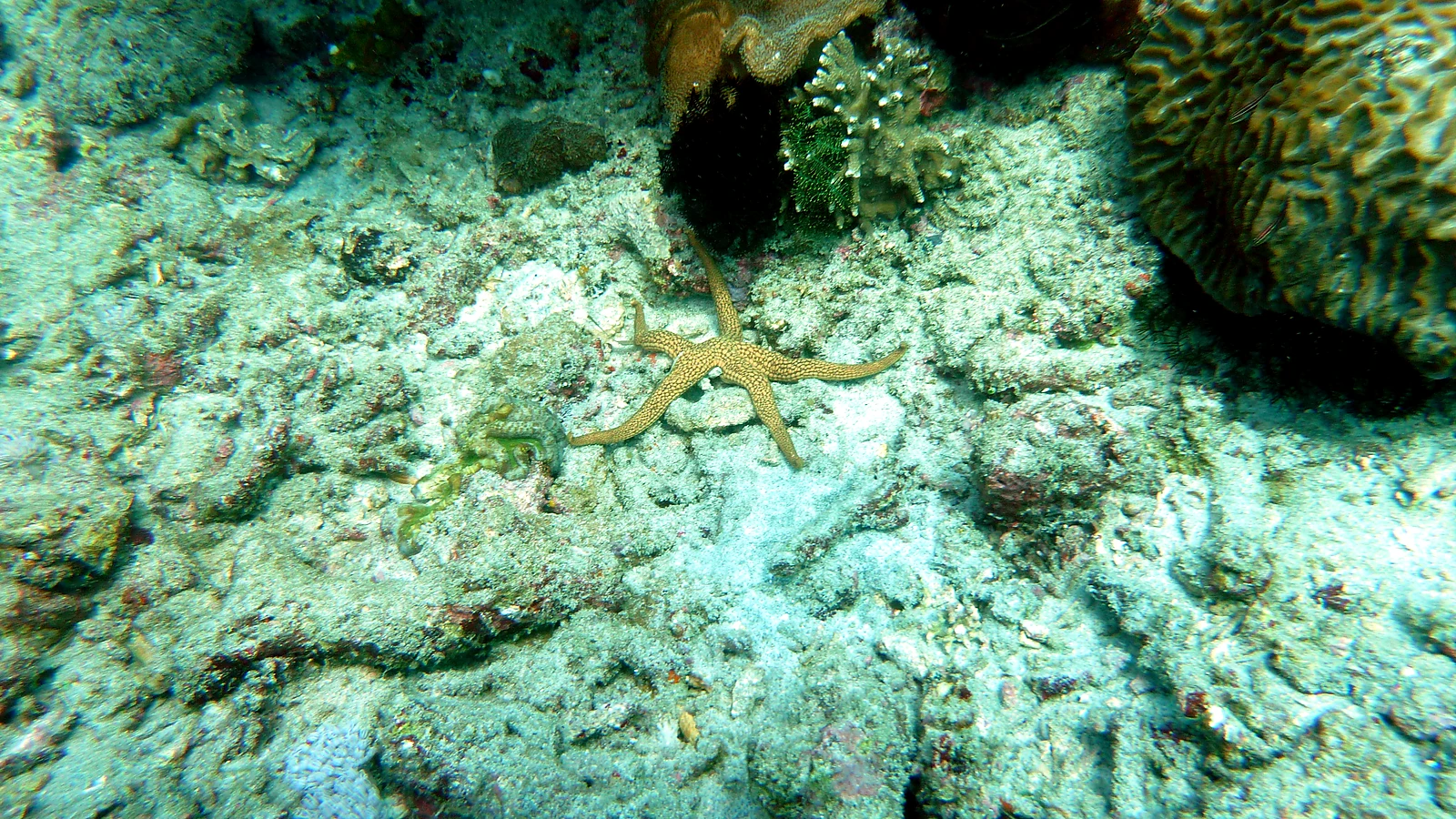 Gili Mimpang · Shark Point: Bali underwater in detail.