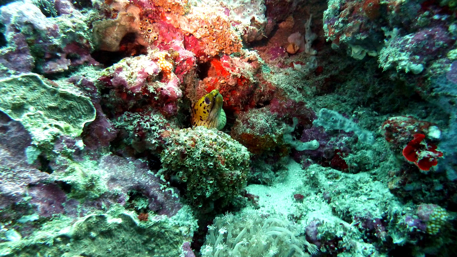 Gili Selang: Bali underwater in detail.