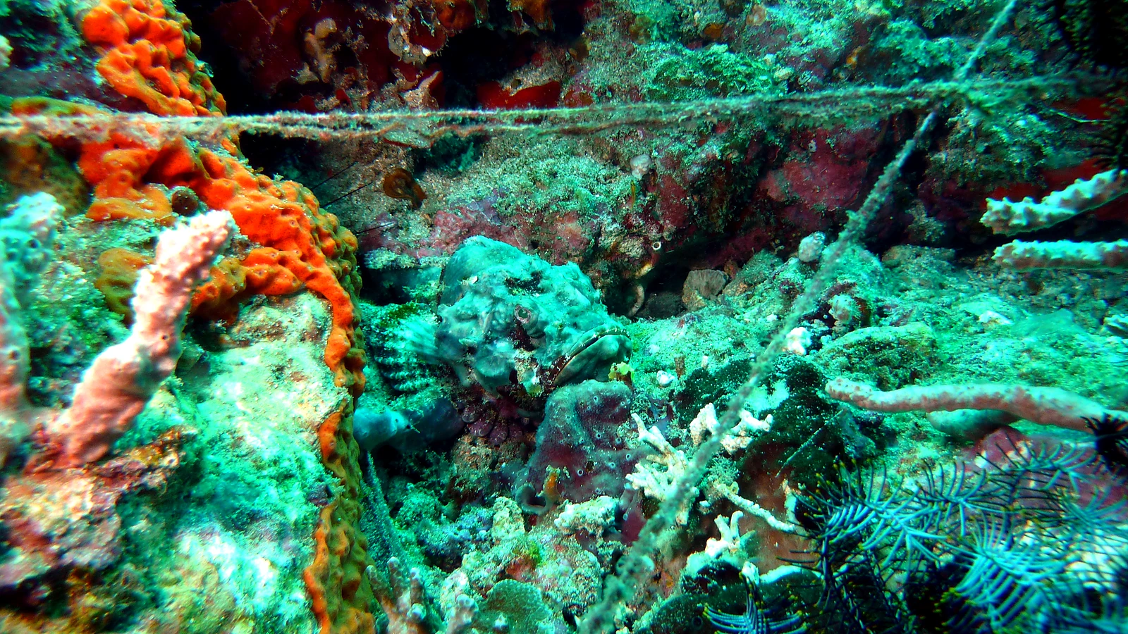 Gili Tepekong: Bali underwater in detail.