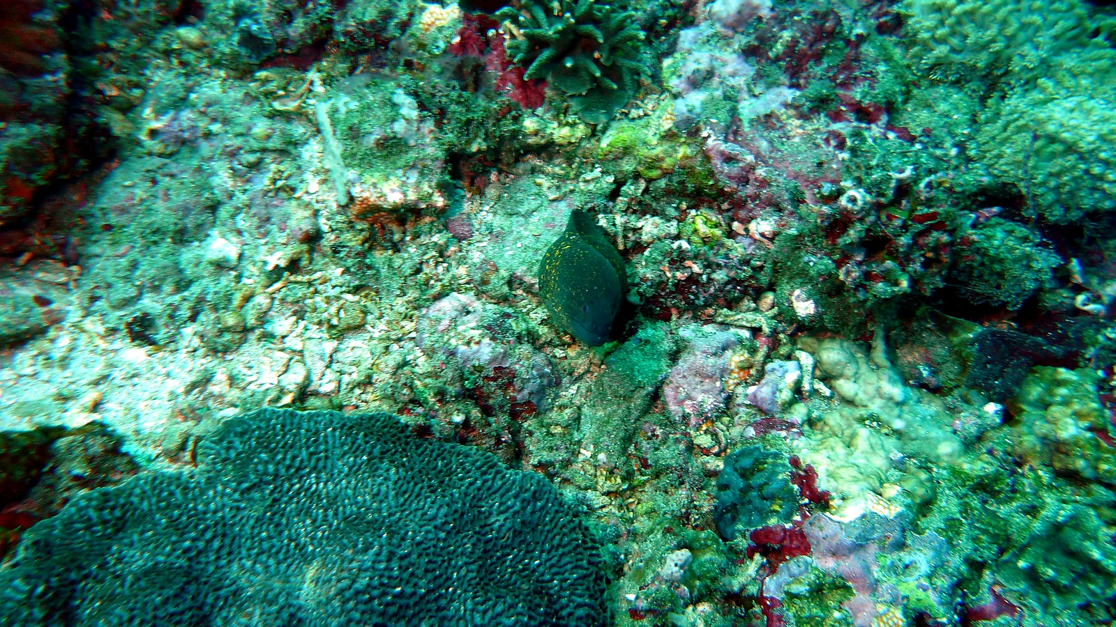 Golden Rock: Bali underwater in detail.
