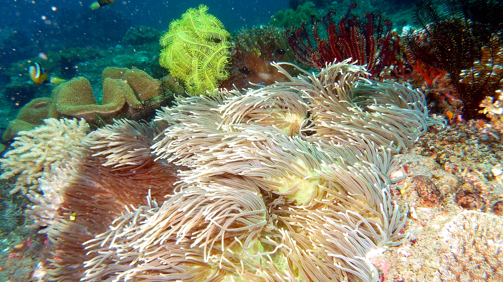 Jeladi Wilis: Bali underwater in detail.