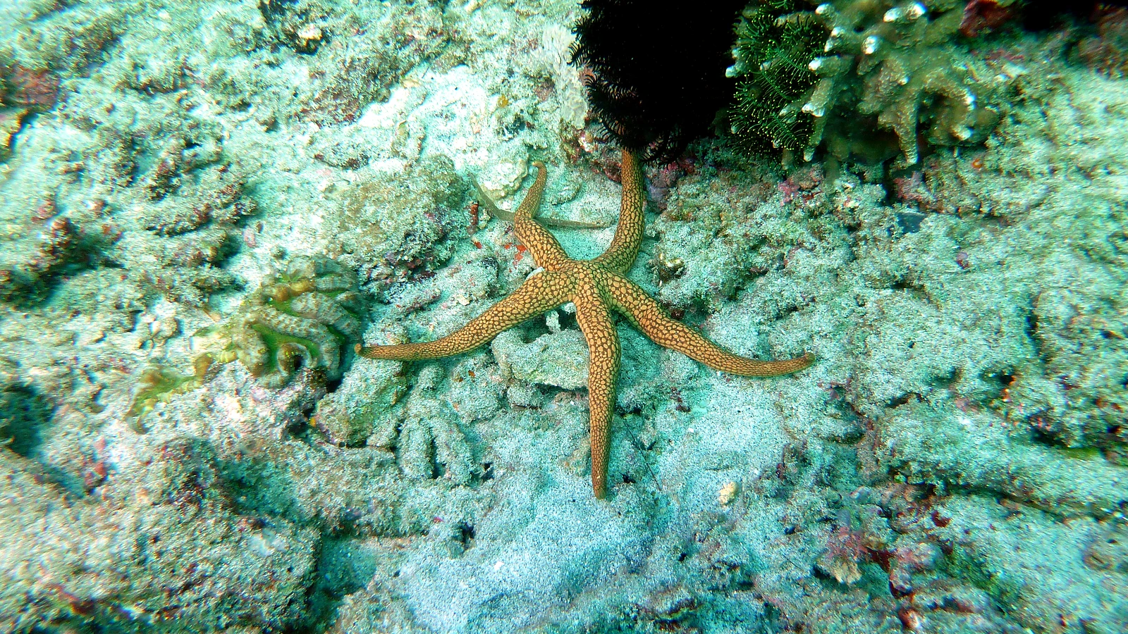 Jemeluk Bay: Bali underwater in detail.
