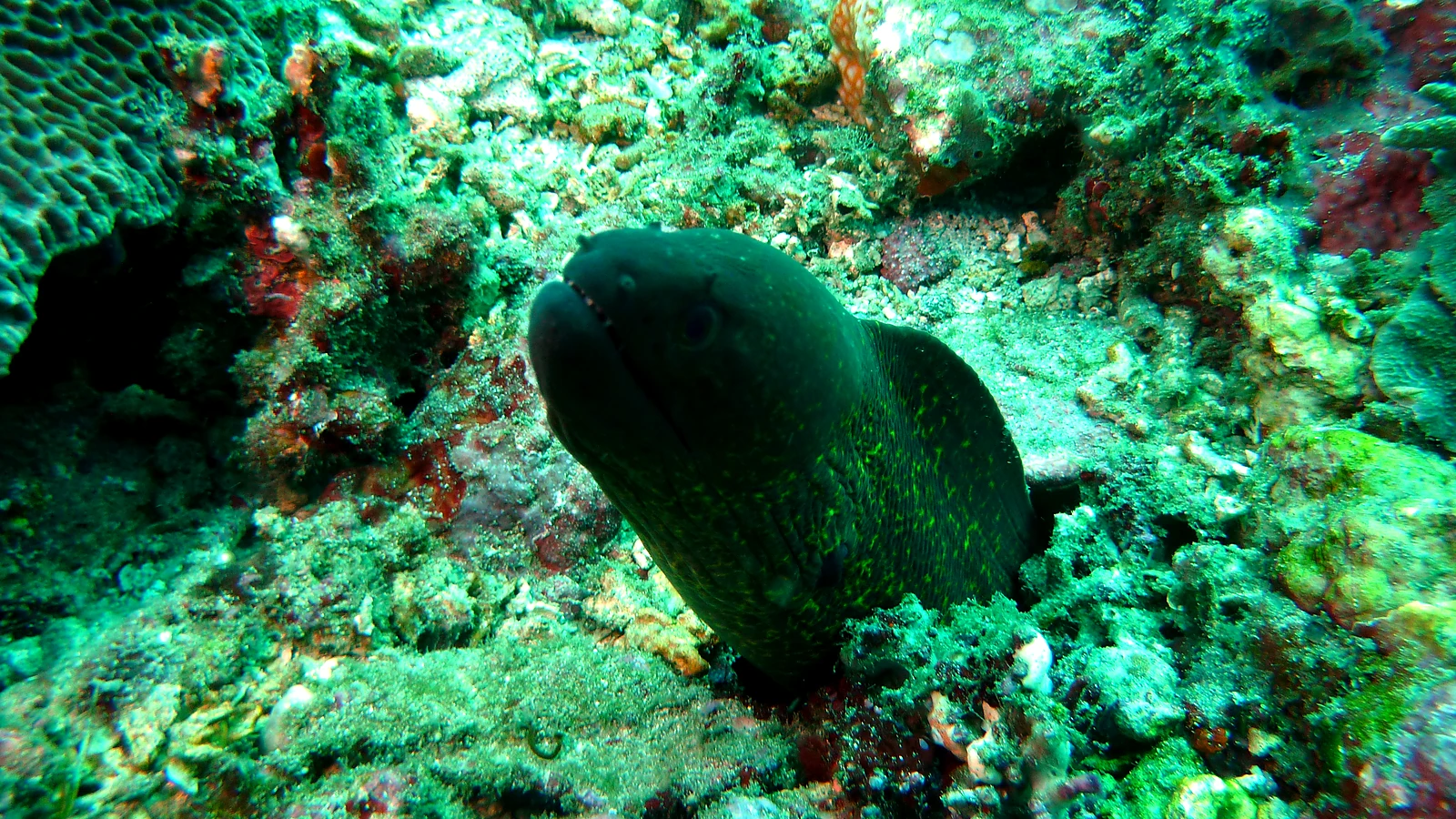 Karang Sari: Bali underwater in detail.