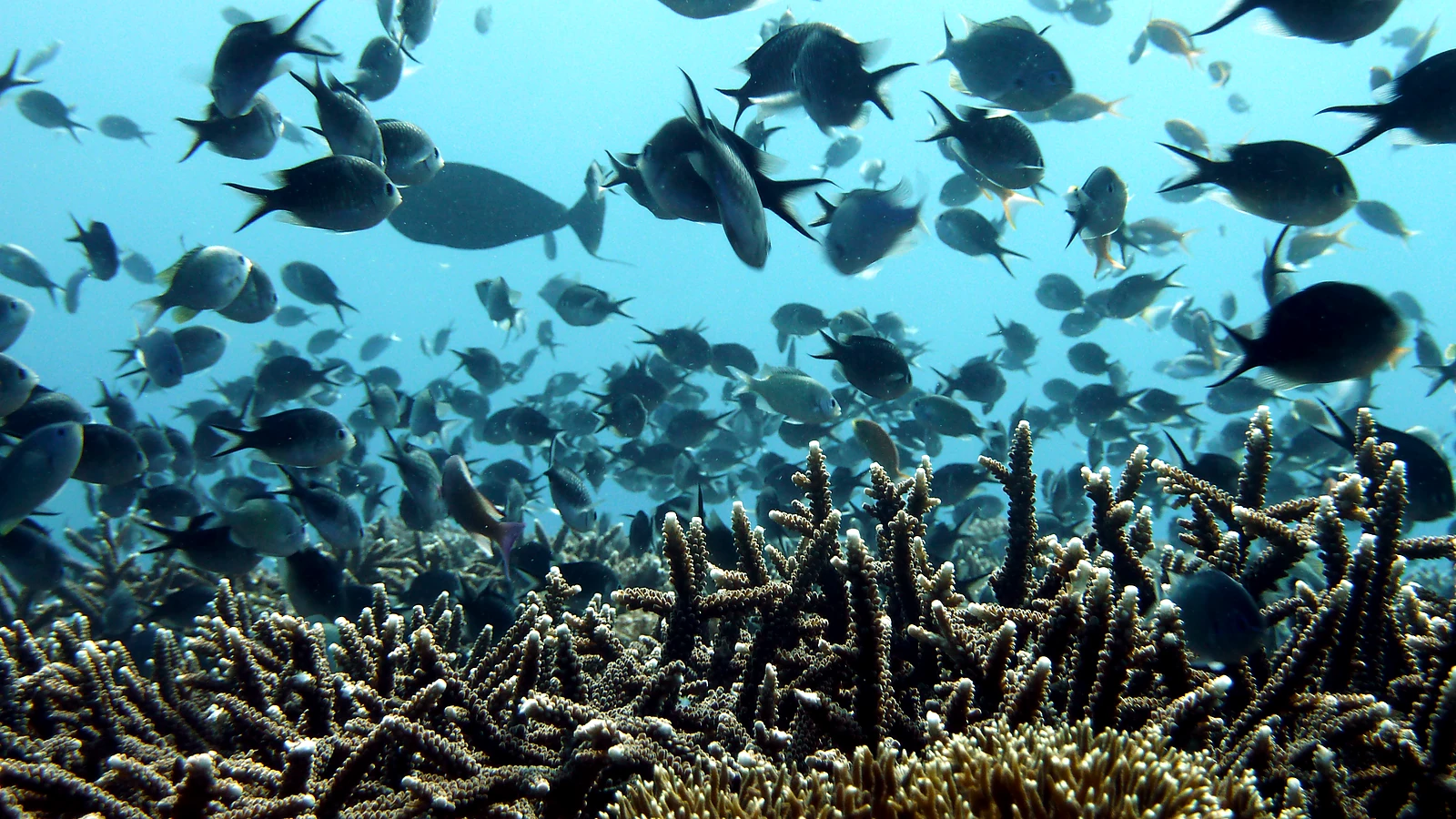 Kubu Drop-Off: Bali underwater in detail.