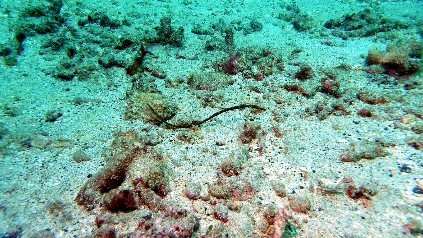 Kubu Monkey Reef: Bali underwater in detail.