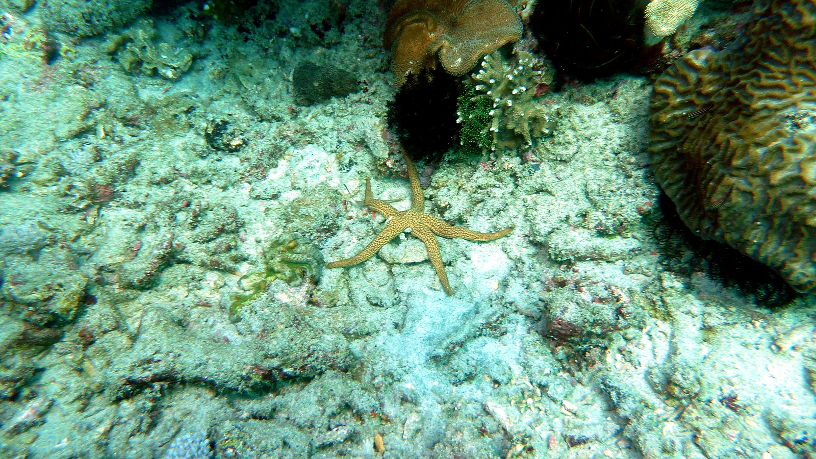 Kusambi: Bali underwater in detail.