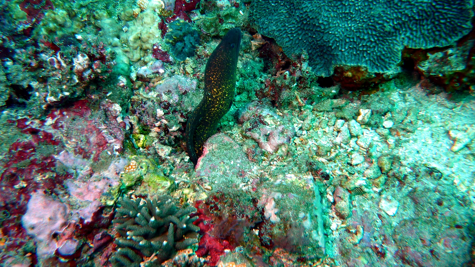 Lipah Bay: Bali underwater in detail.