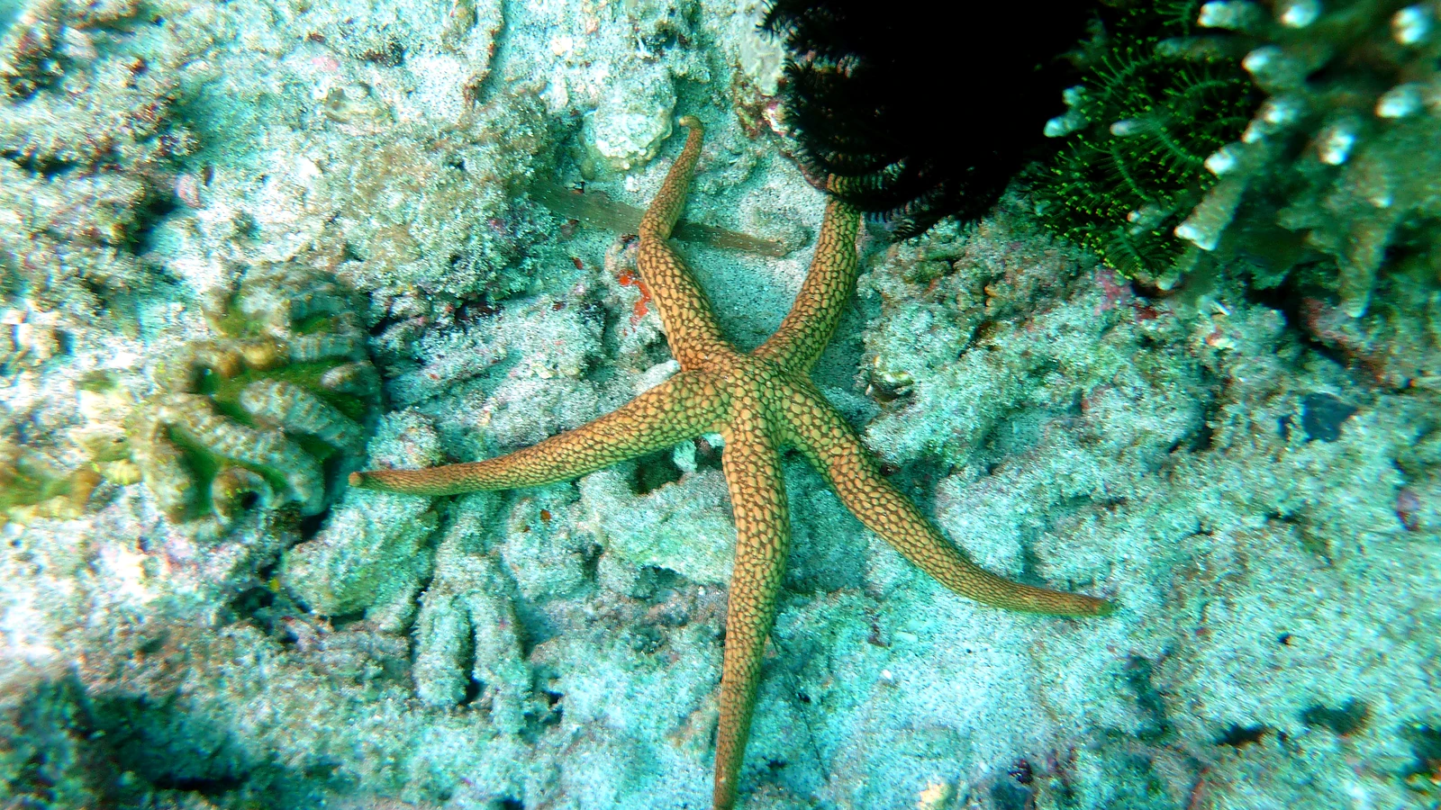 Malibu Point: Bali underwater in detail.