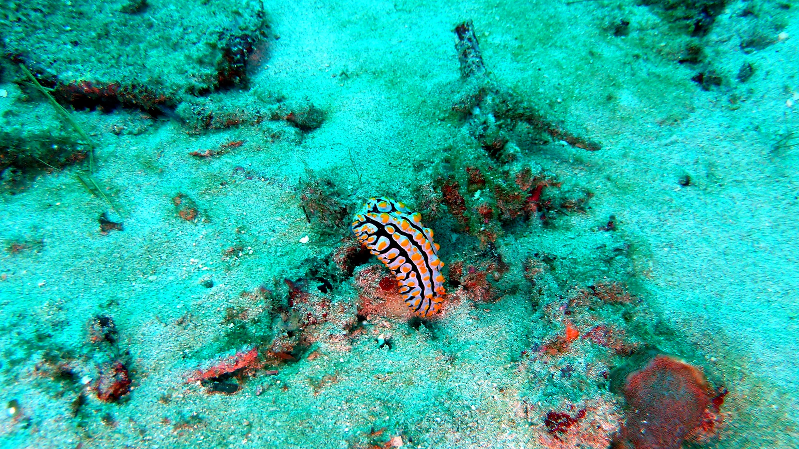 Mandarin Point: Bali underwater in detail.