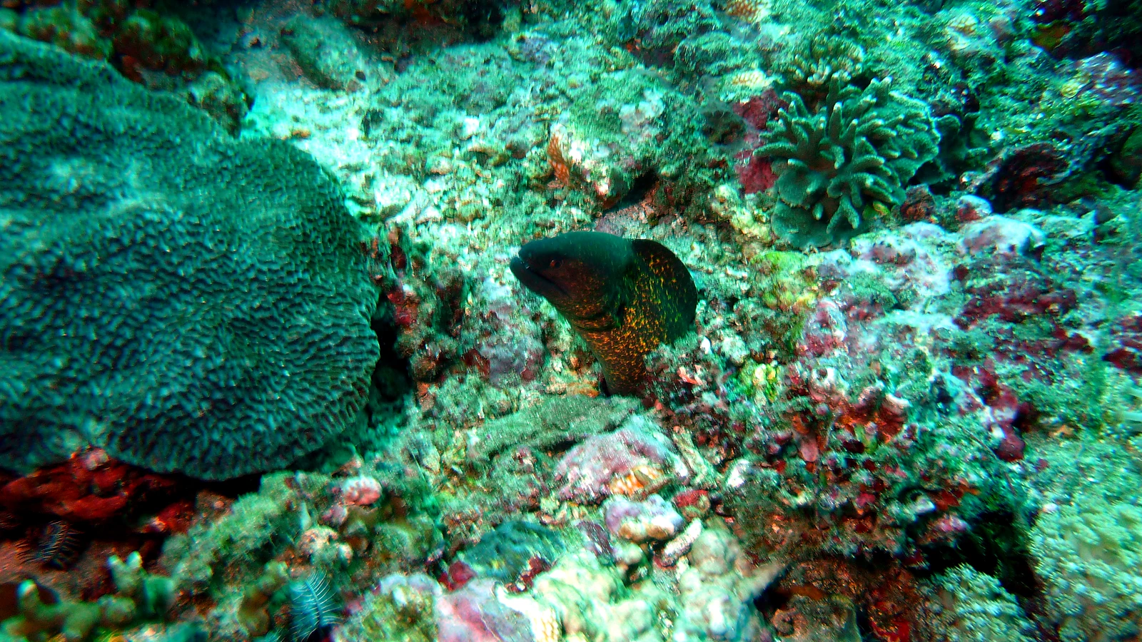 Mangrove Point: Bali underwater in detail.