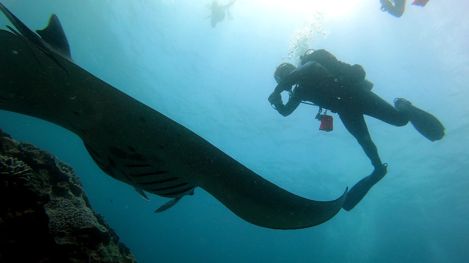 Manta Bay: Bali underwater in detail.