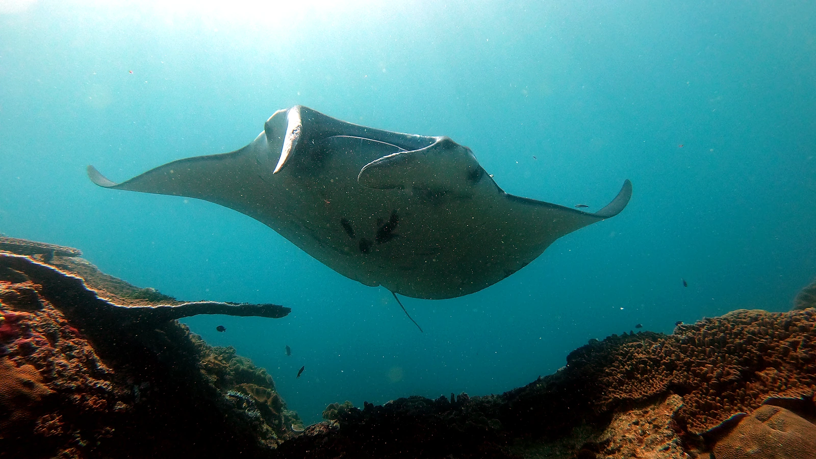 Manta Point: Bali underwater in detail.