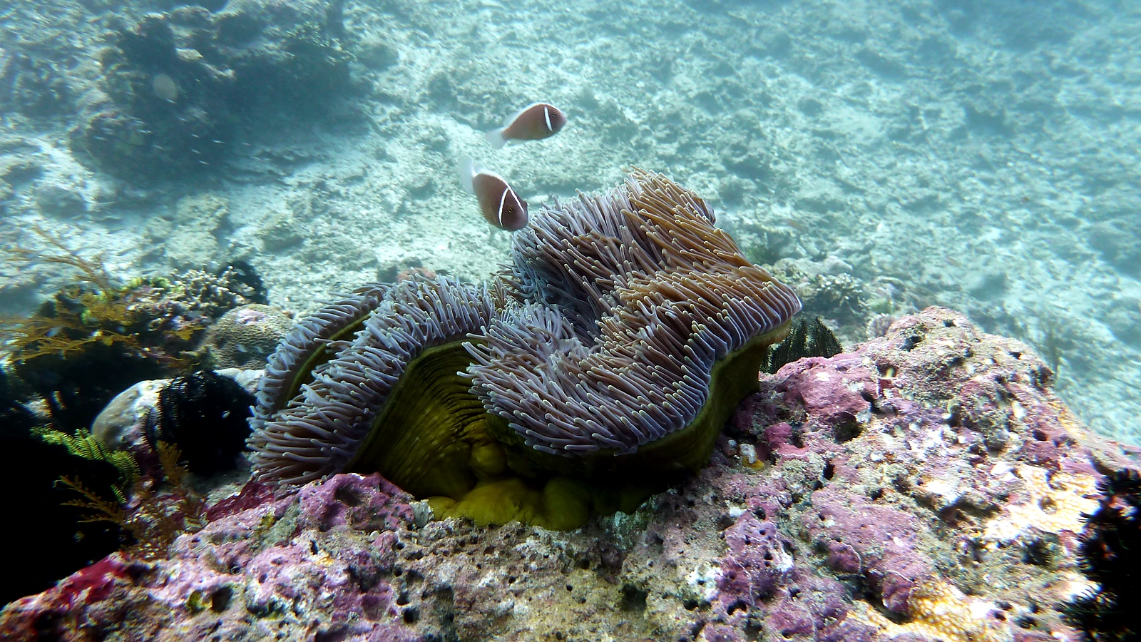 Melasti Tulamben: Bali underwater in detail.