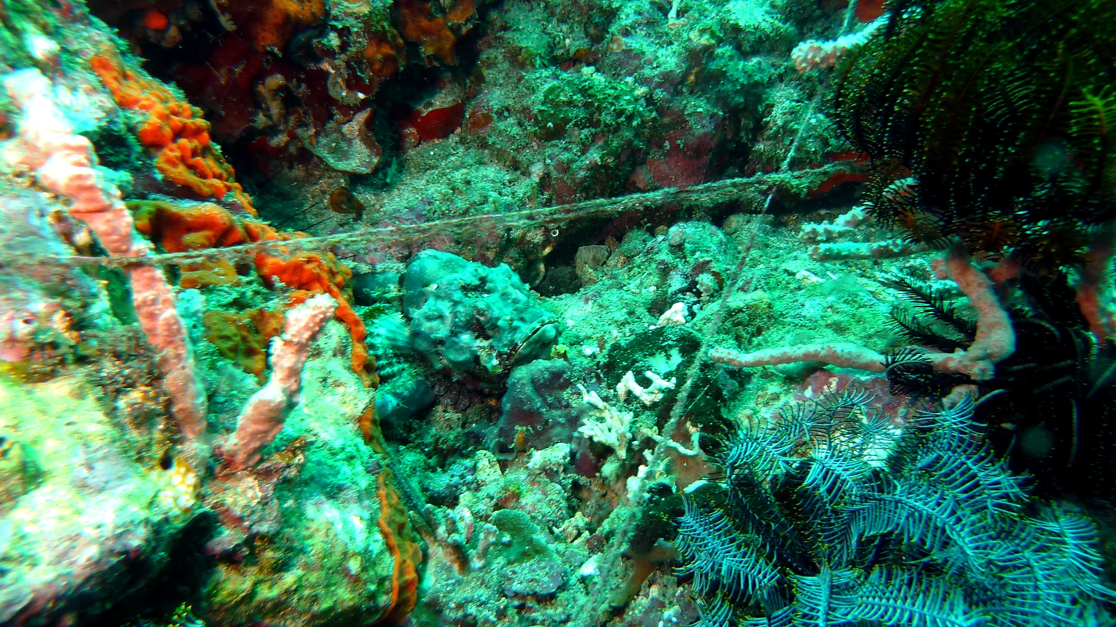 Menjangan Bat Cave: Bali underwater in detail.