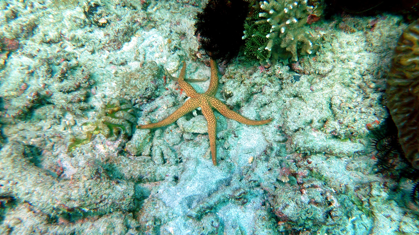 Menjangan Cave Point: Bali underwater in detail.