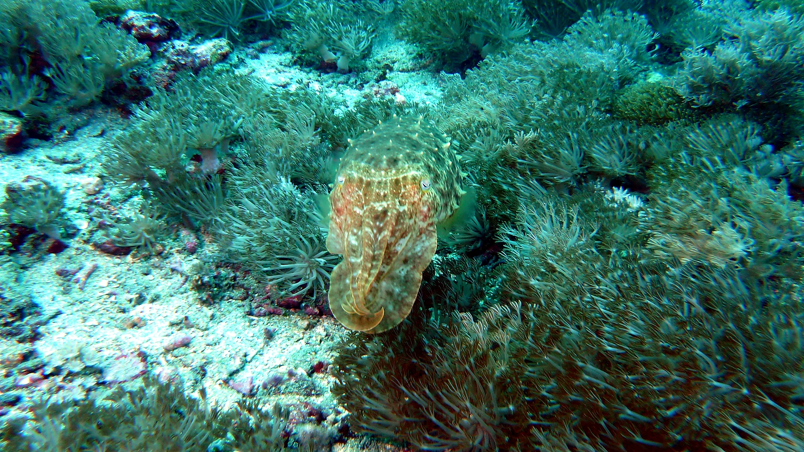 Menjangan Coral Garden: Bali underwater in detail.