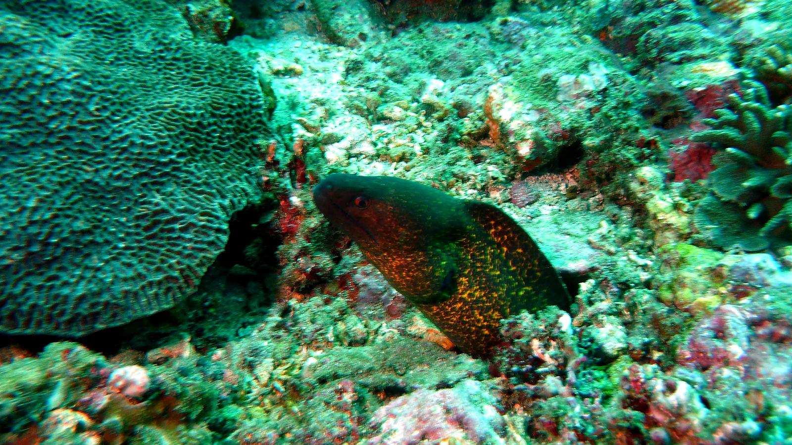 Menjangan Eel Garden: Bali underwater in detail.