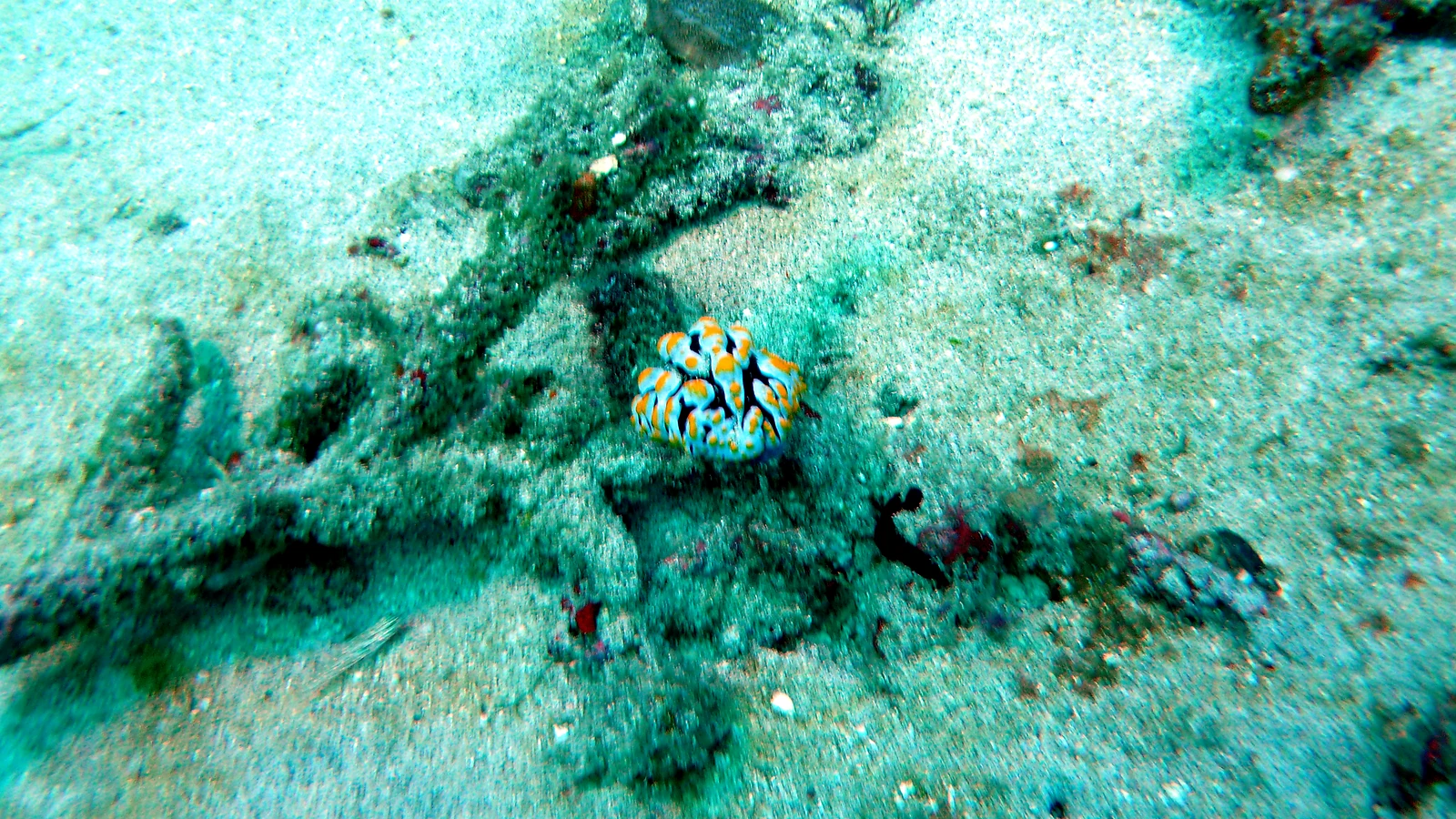 Menjangan Pos I: Bali underwater in detail.