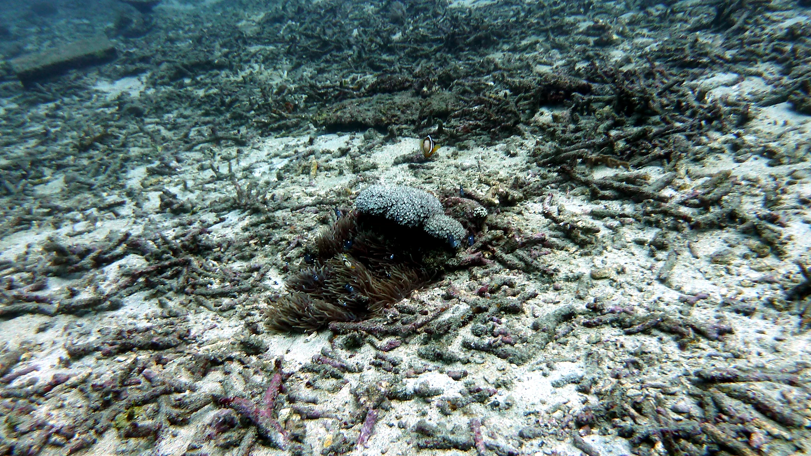 Menjangan Pos II: Bali underwater in detail.